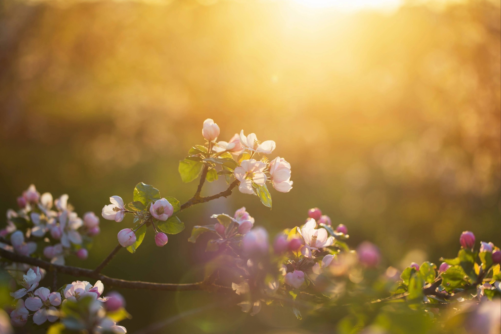 햇살에 빛나는 사과나무 꽃 — 봄 개화